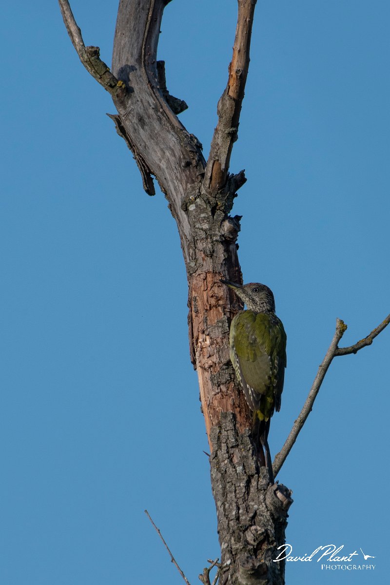 DPPhotography - Northern Greece - Green woodpecker - B.jpg - Green woodpecker - Lake Kerkini, Greece