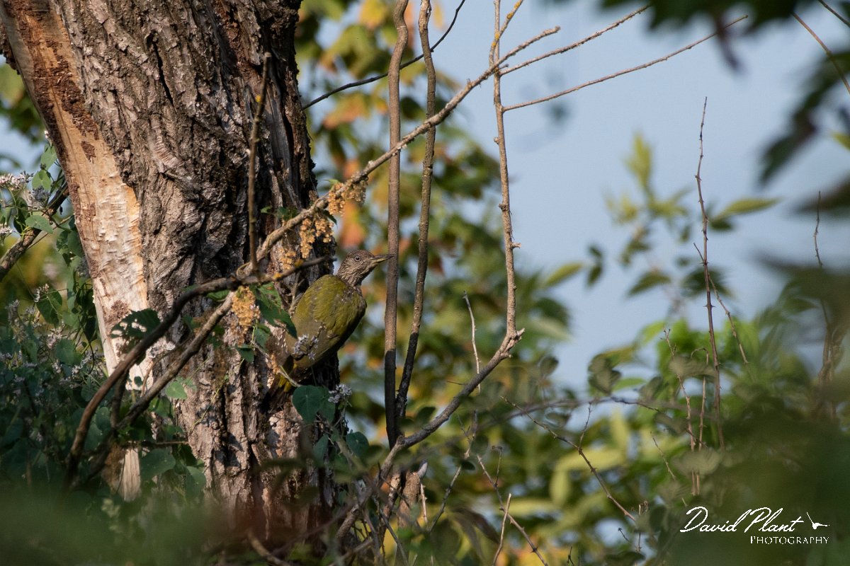 DPPhotography - Northern Greece - Green woodpecker - C.jpg - Green woodpecker - Lake Kerkini, Greece