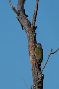 DPPhotography - Northern Greece - Green woodpecker - B