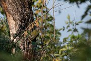 DPPhotography - Northern Greece - Green woodpecker - C