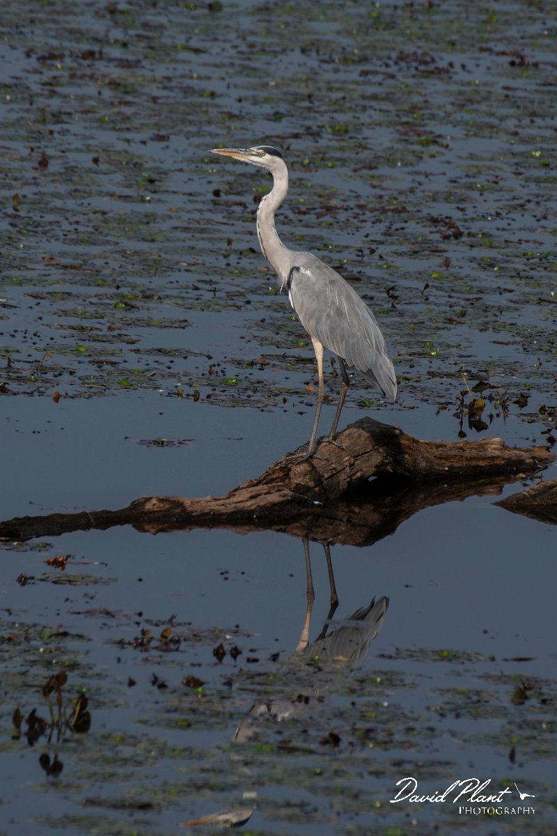 DPPhotography - Northern Greece - Grey heron - A.jpg - Grey heron - Lake Kerkini, Greece