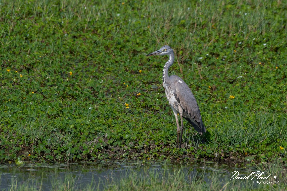 DPPhotography - Northern Greece - Grey heron - B.jpg - Grey heron - Lake Kerkini, Greece