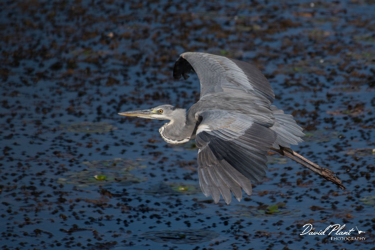 DPPhotography - Northern Greece - Grey heron - C.jpg - Grey heron - Lake Kerkini, Greece