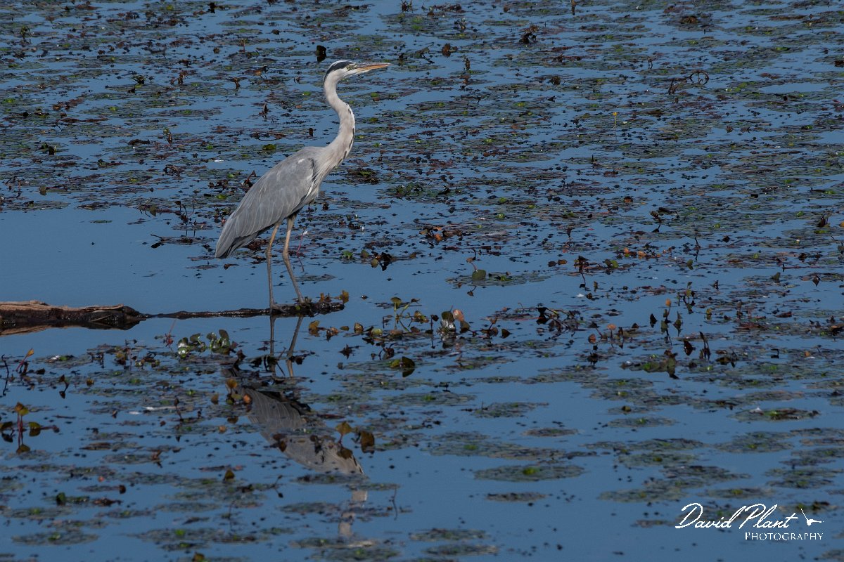 DPPhotography - Northern Greece - Grey heron - E.jpg - Grey heron - Lake Kerkini, Greece