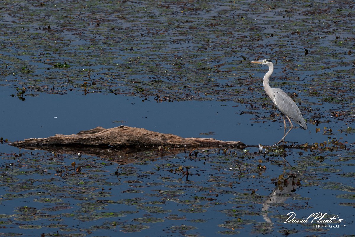 DPPhotography - Northern Greece - Grey heron - F.jpg - Grey heron - Lake Kerkini, Greece