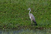 DPPhotography - Northern Greece - Grey heron - B