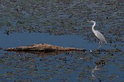 DPPhotography - Northern Greece - Grey heron - F