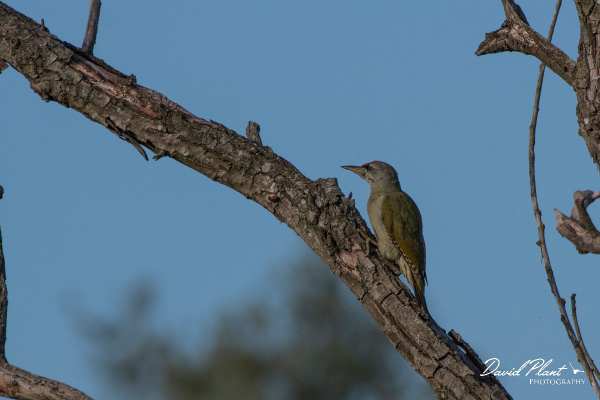 DPPhotography - Northern Greece - Grey-headed woodpecker - C.jpg - Grey-headed woodpecker - Lake Kerkini, Greece