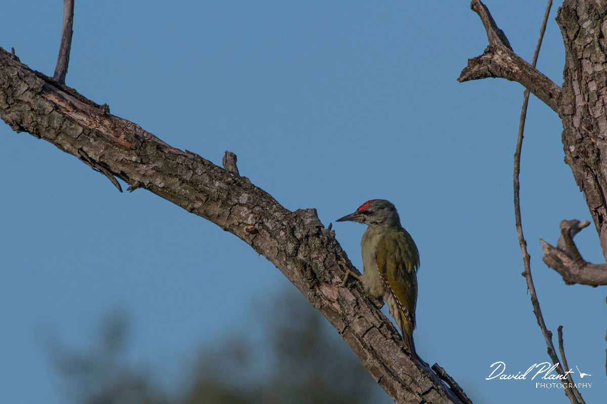 DPPhotography - Northern Greece - Grey-headed woodpecker - D.jpg - Grey-headed woodpecker - Lake Kerkini, Greece