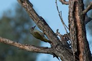 DPPhotography - Northern Greece - Grey-headed woodpecker - A
