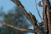 DPPhotography - Northern Greece - Grey-headed woodpecker - B