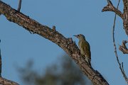 DPPhotography - Northern Greece - Grey-headed woodpecker - C