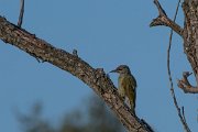 DPPhotography - Northern Greece - Grey-headed woodpecker - D