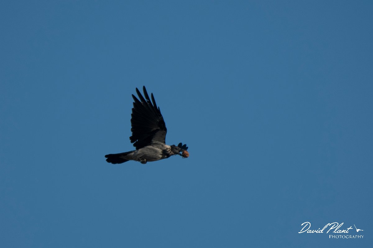 DPPhotography - Northern Greece - Hooded crow - A.jpg - Hooded crow - Lake Kerkini, Greece
