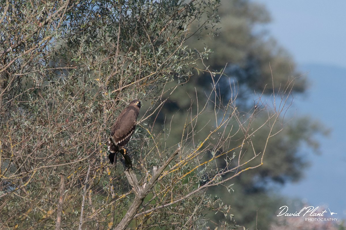 DPPhotography - Northern Greece - Lesser spotted eagle - B.jpg - Lesser spotted eagle - Lake Kerkini, Greece