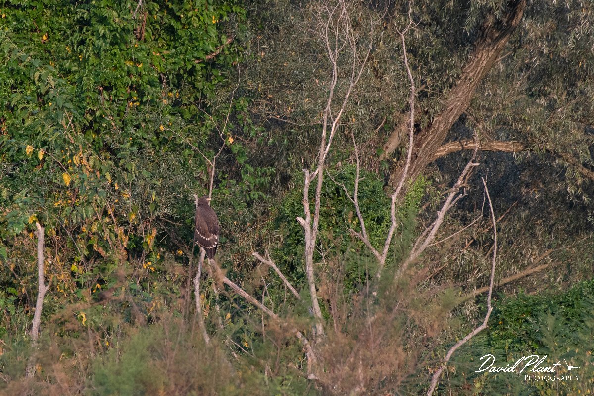 DPPhotography - Northern Greece - Lesser spotted eagle - C.jpg - Lesser spotted eagle - Lake Kerkini, Greece