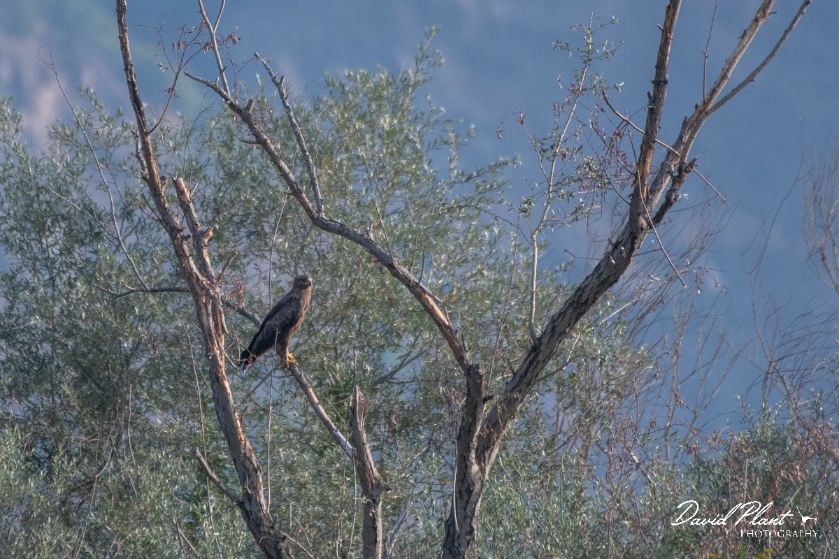 DPPhotography - Northern Greece - Lesser spotted eagle - D.jpg - Lesser spotted eagle - Lake Kerkini, Greece