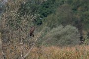 DPPhotography - Northern Greece - Lesser spotted eagle - A