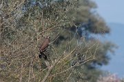 DPPhotography - Northern Greece - Lesser spotted eagle - B