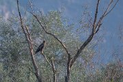 DPPhotography - Northern Greece - Lesser spotted eagle - D