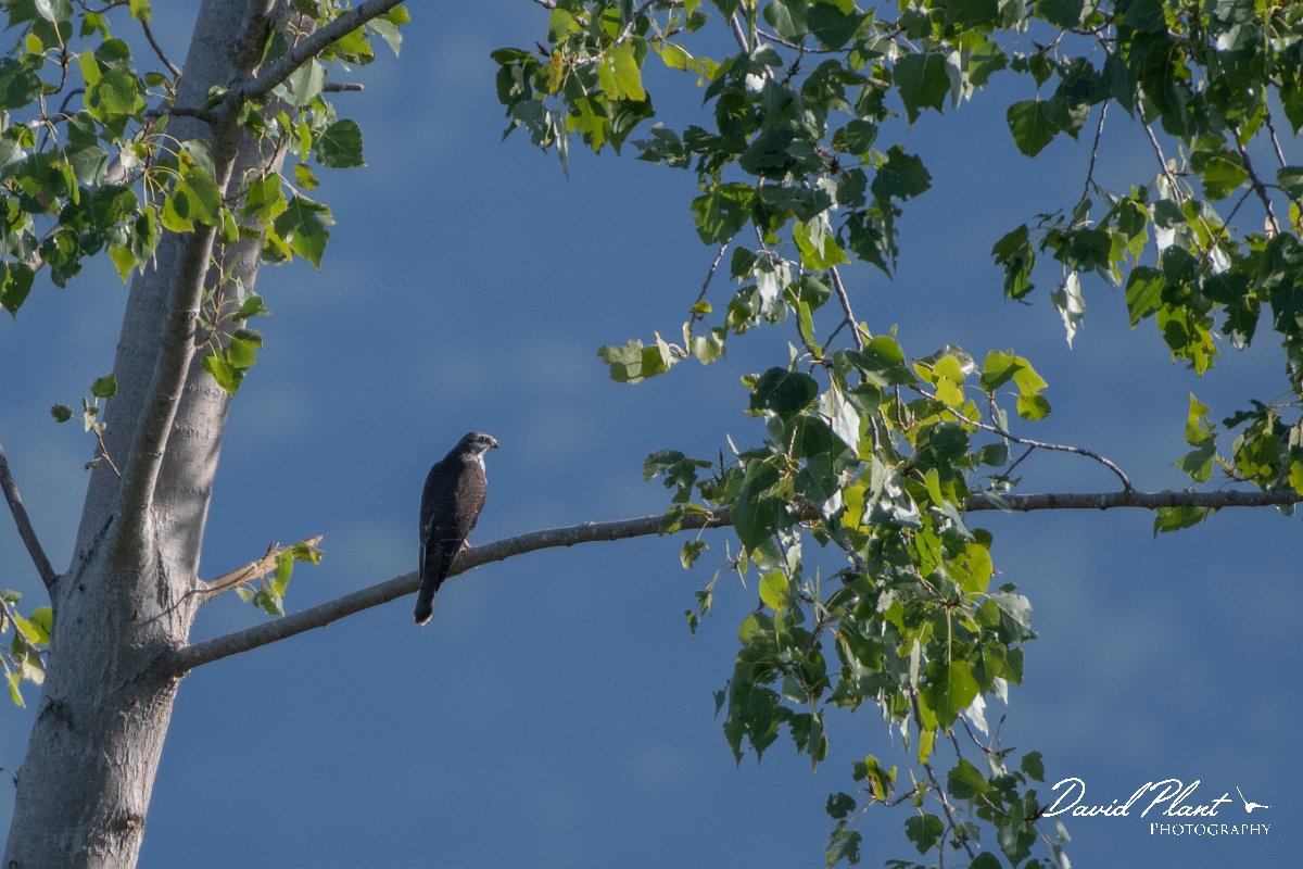 DPPhotography - Northern Greece - Levant sparrowhawk - A.jpg - Levant sparrowhawk - Lake Kerkini, Greece