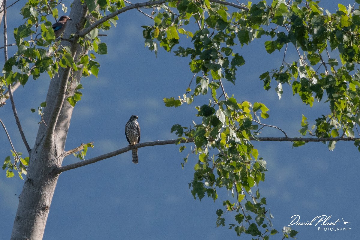 DPPhotography - Northern Greece - Levant sparrowhawk - B.jpg - Levant sparrowhawk - Lake Kerkini, Greece