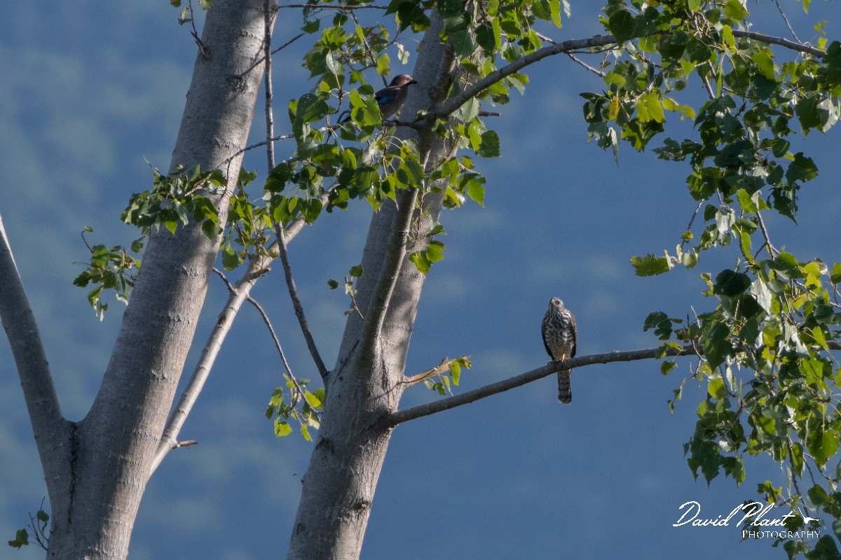 DPPhotography - Northern Greece - Levant sparrowhawk - C.jpg - Levant sparrowhawk - Lake Kerkini, Greece