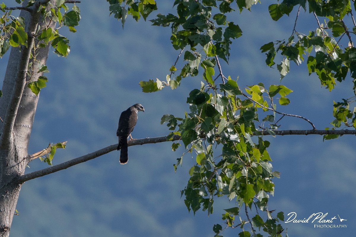 DPPhotography - Northern Greece - Levant sparrowhawk - D.jpg - Levant sparrowhawk - Lake Kerkini, Greece