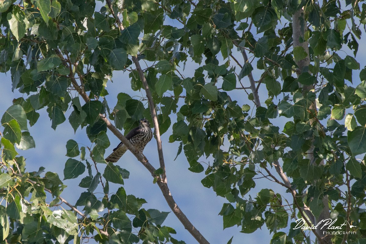DPPhotography - Northern Greece - Levant sparrowhawk - F.jpg - Levant sparrowhawk - Lake Kerkini, Greece