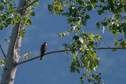 DPPhotography - Northern Greece - Levant sparrowhawk - A