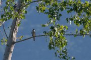 DPPhotography - Northern Greece - Levant sparrowhawk - B