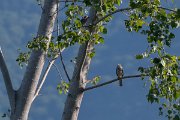 DPPhotography - Northern Greece - Levant sparrowhawk - C