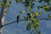 DPPhotography - Northern Greece - Levant sparrowhawk - D