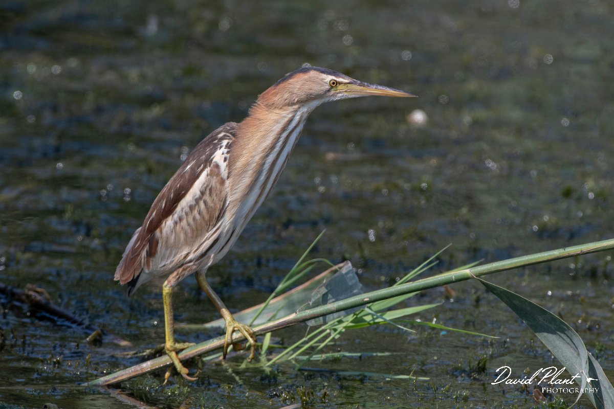 DPPhotography - Northern Greece - Little bittern - A.jpg - Little bittern, juvenile - Lake Kerkini, Greece