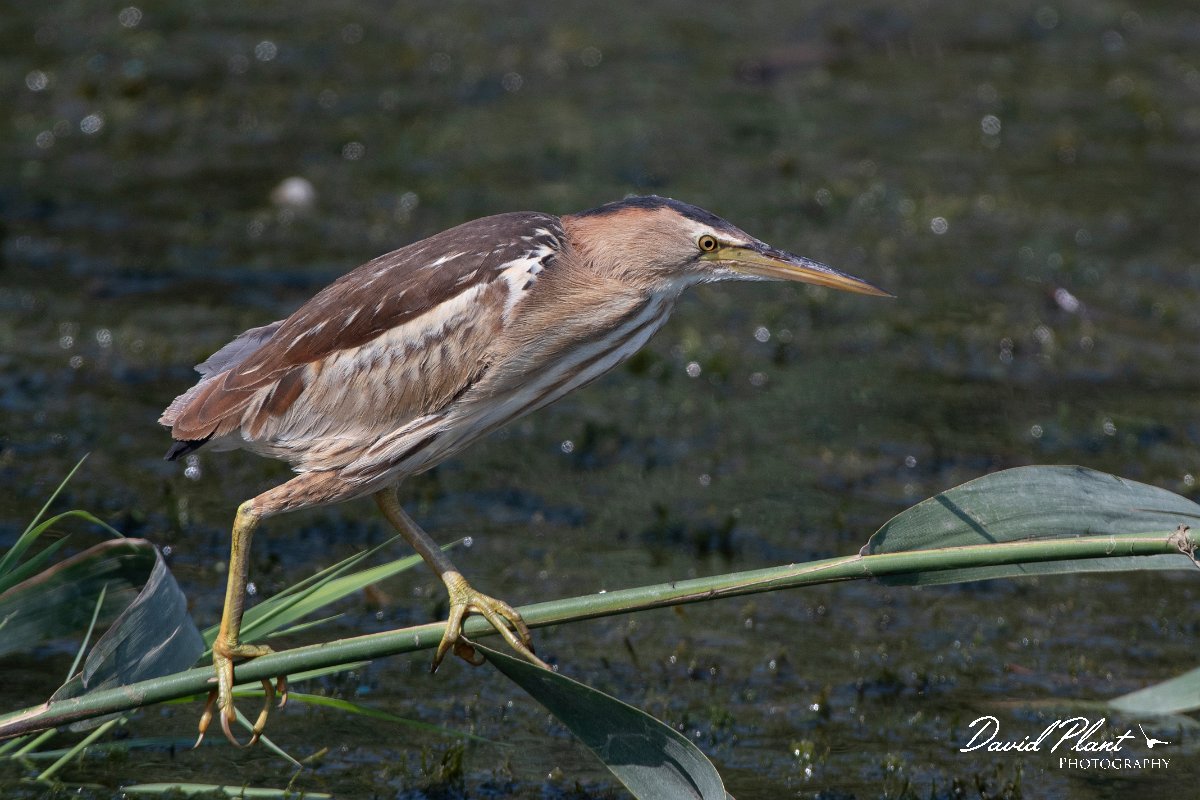 DPPhotography - Northern Greece - Little bittern - C.jpg - Little bittern, juvenile - Lake Kerkini, Greece