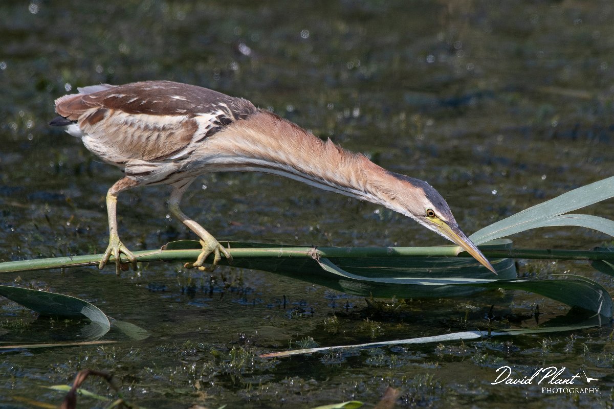 DPPhotography - Northern Greece - Little bittern - D.jpg - Little bittern, juvenile - Lake Kerkini, Greece
