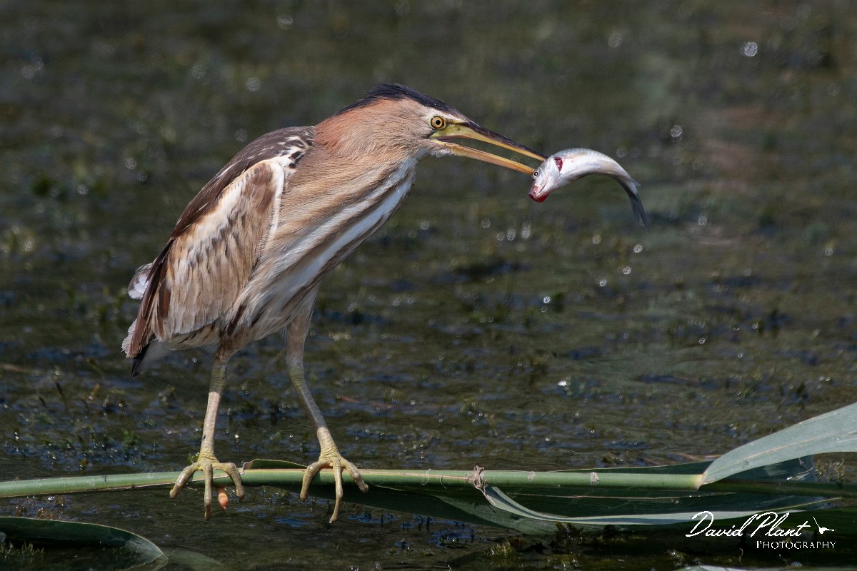 DPPhotography - Northern Greece - Little bittern - F.jpg - Little bittern, juvenile with fish - Lake Kerkini, Greece