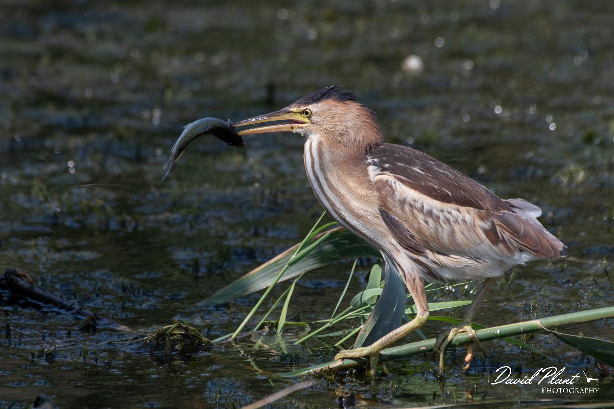 DPPhotography - Northern Greece - Little bittern - H.jpg - Little bittern, juvenile with fish - Lake Kerkini, Greece