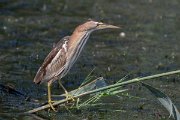 DPPhotography - Northern Greece - Little bittern - A
