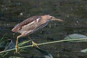 DPPhotography - Northern Greece - Little bittern - C