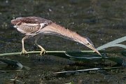 DPPhotography - Northern Greece - Little bittern - D