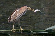 DPPhotography - Northern Greece - Little bittern - F