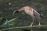 DPPhotography - Northern Greece - Little bittern - G