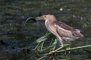 DPPhotography - Northern Greece - Little bittern - H