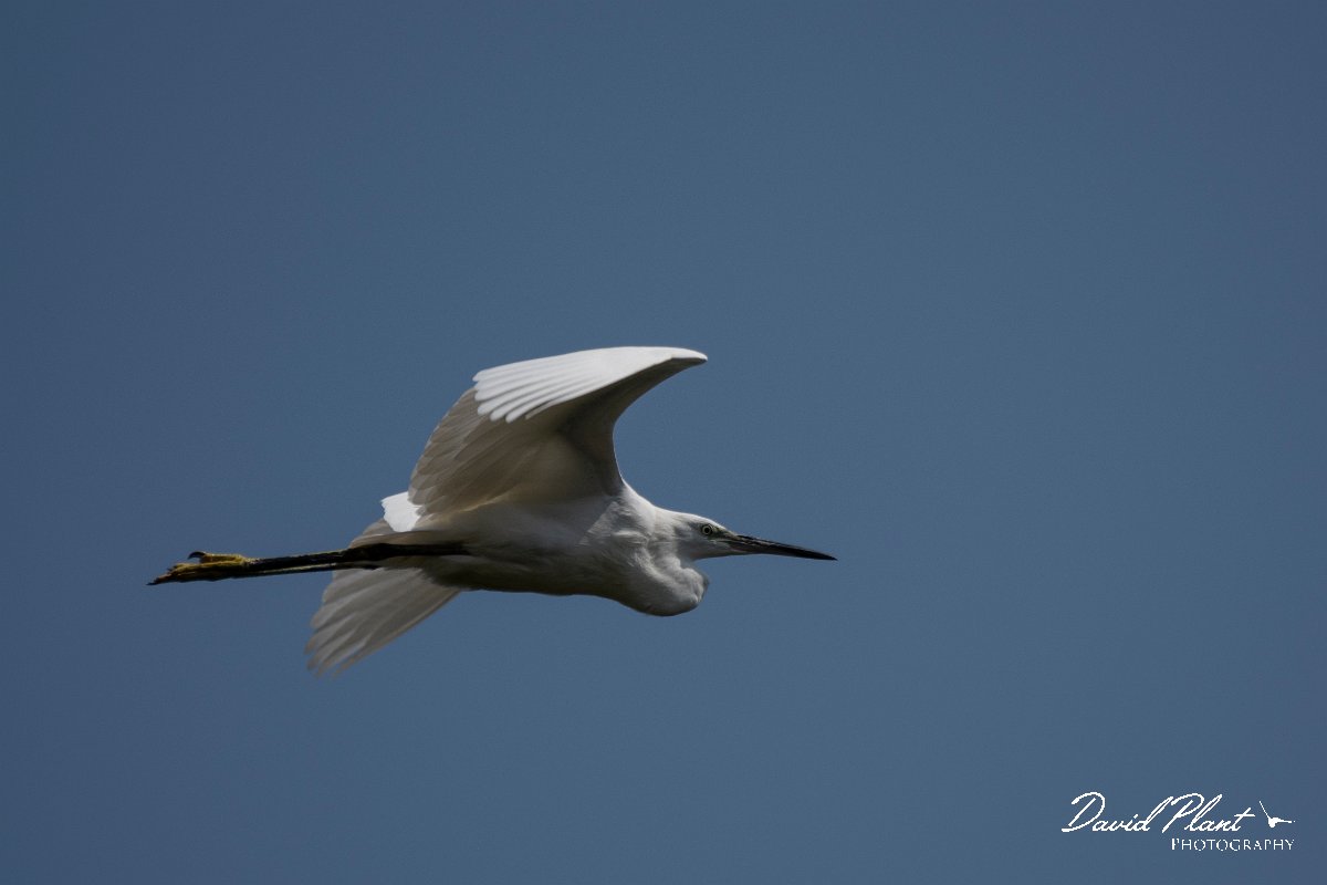 DPPhotography - Northern Greece - Little egret - A.jpg - Little egret - Lake Kerkini, Greece