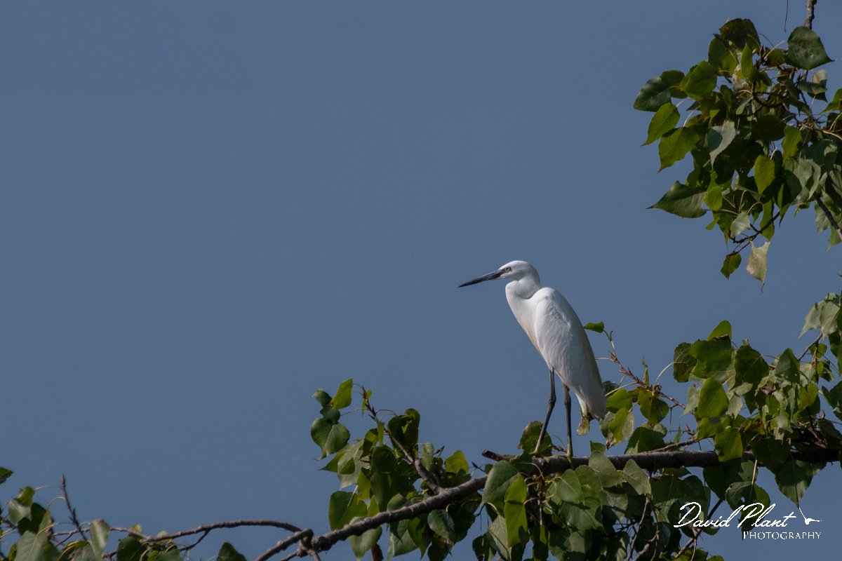 DPPhotography - Northern Greece - Little egret - B.jpg - Little egret - Lake Kerkini, Greece