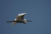 DPPhotography - Northern Greece - Little egret - A