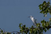 DPPhotography - Northern Greece - Little egret - B