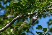 DPPhotography - Northern Greece - Long-tailed tit - A