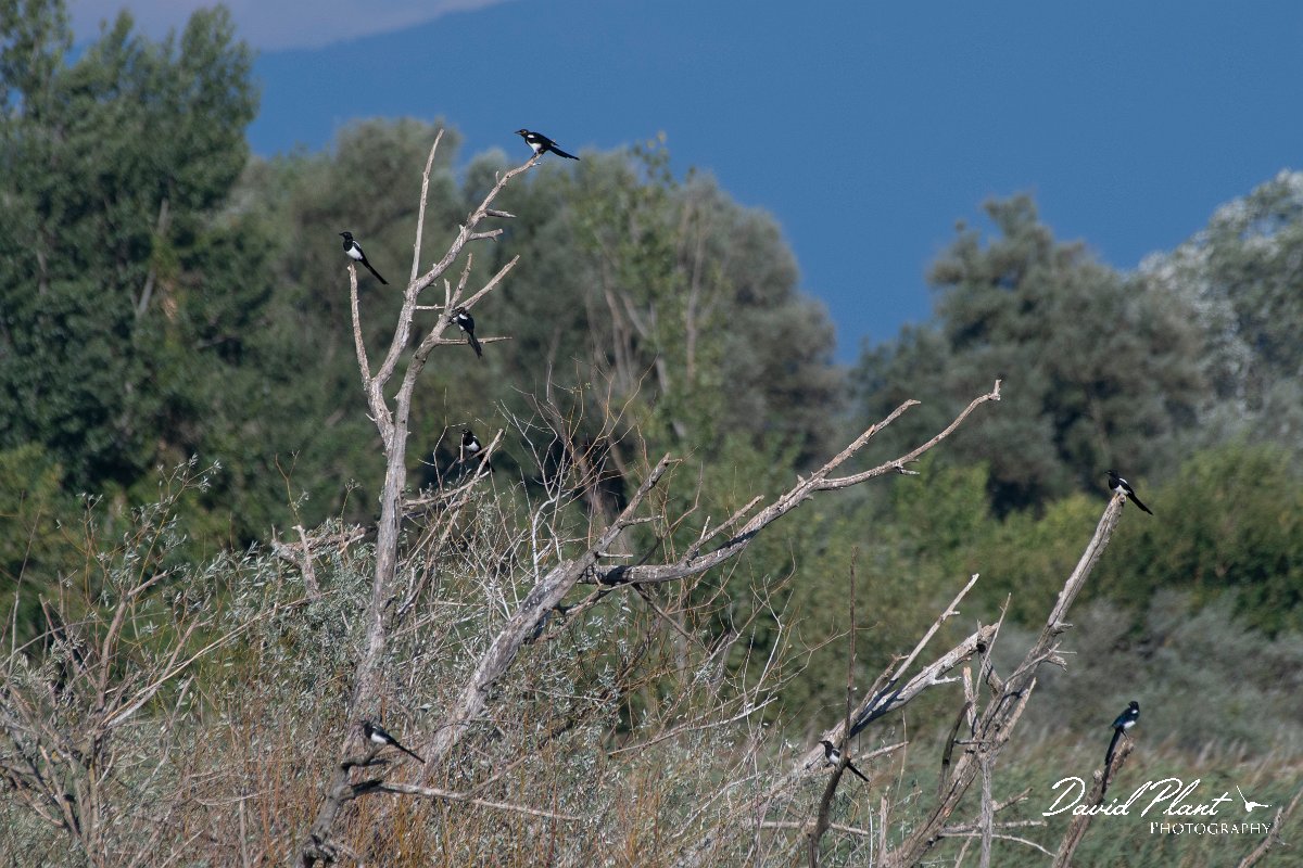 DPPhotography - Northern Greece - Magpie - A.jpg - Magpie - Lake Kerkini, Greece